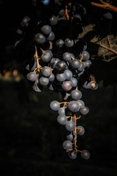 Canon EOS R50 Test 2026: Meine Erfahrungen nach 4 Wochen Praxis (Foto & Video) 29