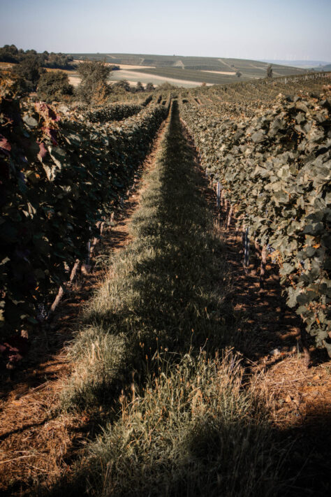 Canon EOS R50 Test 2026: Meine Erfahrungen nach 4 Wochen Praxis (Foto & Video) 30