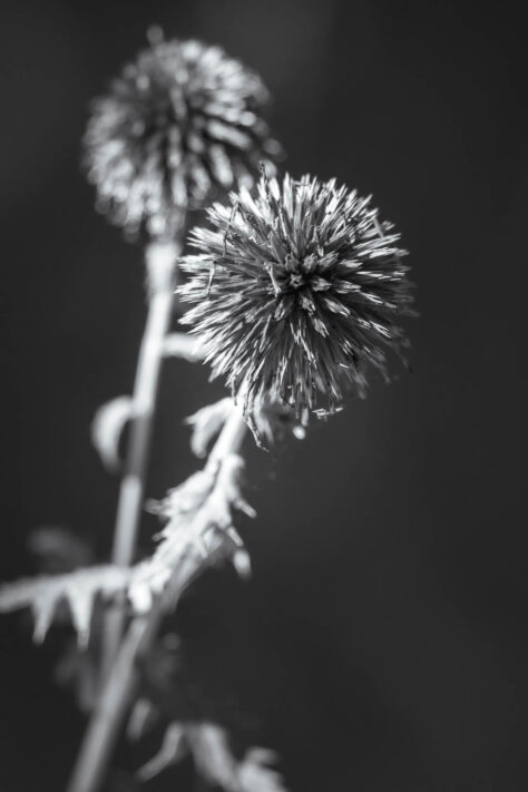 Canon EOS R50 Test 2026: Meine Erfahrungen nach 4 Wochen Praxis (Foto & Video) 35