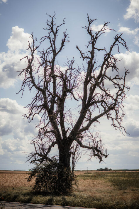 Canon EOS R50 Test 2026: Meine Erfahrungen nach 4 Wochen Praxis (Foto & Video) 37