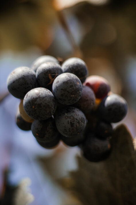 Canon EOS R50 Test 2026: Meine Erfahrungen nach 4 Wochen Praxis (Foto & Video) 10