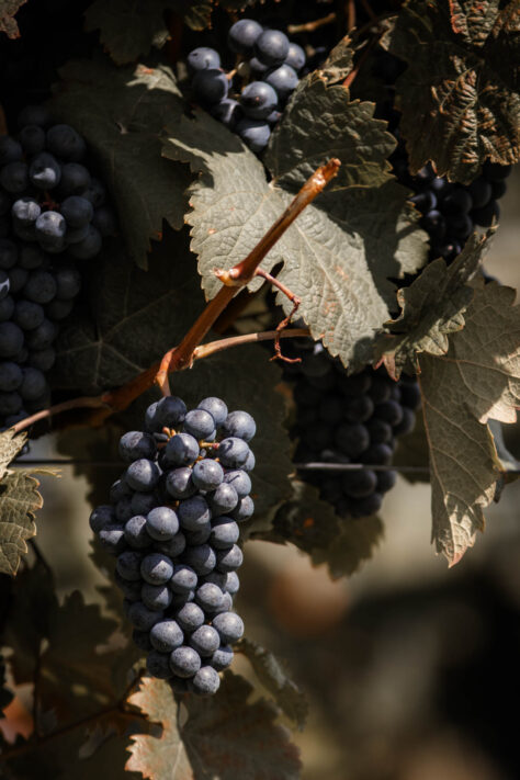 Canon EOS R50 Test 2026: Meine Erfahrungen nach 4 Wochen Praxis (Foto & Video) 40