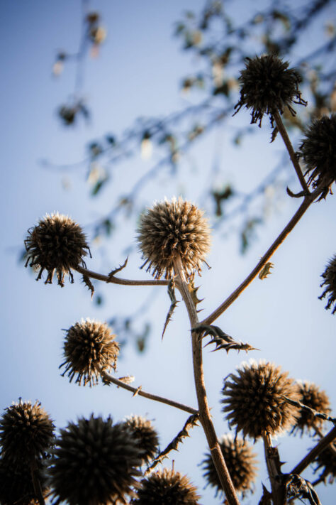 Canon EOS R50 Test 2026: Meine Erfahrungen nach 4 Wochen Praxis (Foto & Video) 25