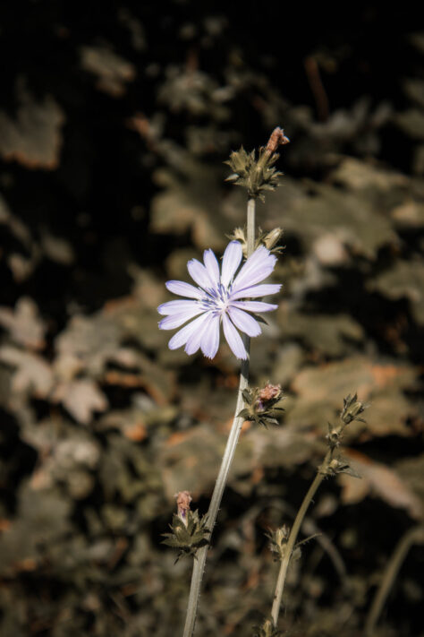 Canon EOS R50 Test 2026: Meine Erfahrungen nach 4 Wochen Praxis (Foto & Video) 26