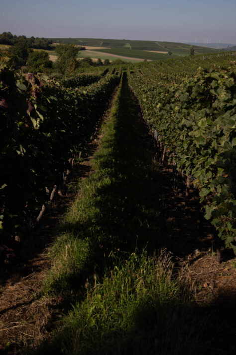 Canon EOS R50 Test 2026: Meine Erfahrungen nach 4 Wochen Praxis (Foto & Video) 69