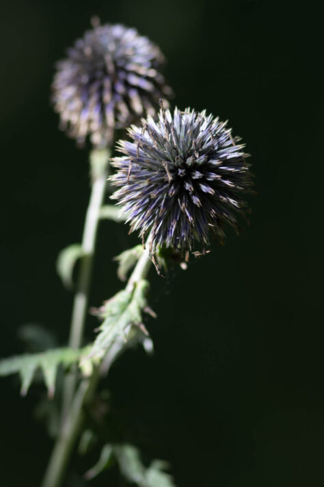 Canon EOS R50 Test 2026: Meine Erfahrungen nach 4 Wochen Praxis (Foto & Video) 77