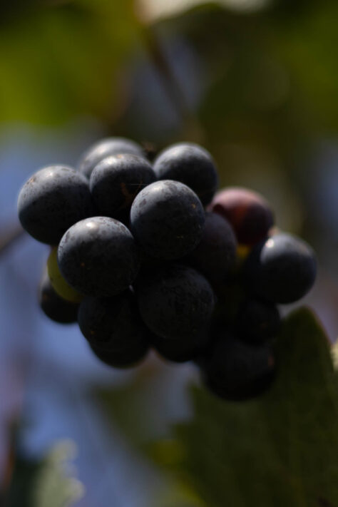 Canon EOS R50 Test 2026: Meine Erfahrungen nach 4 Wochen Praxis (Foto & Video) 81