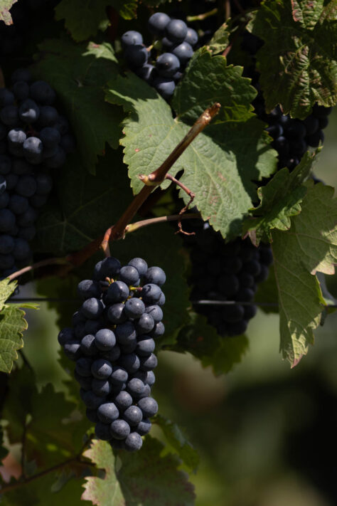 Canon EOS R50 Test 2026: Meine Erfahrungen nach 4 Wochen Praxis (Foto & Video) 83