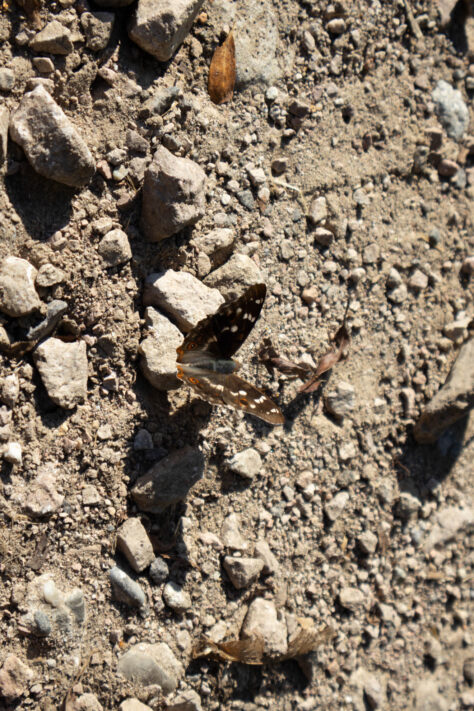 Canon EOS R50 Test 2026: Meine Erfahrungen nach 4 Wochen Praxis (Foto & Video) 65