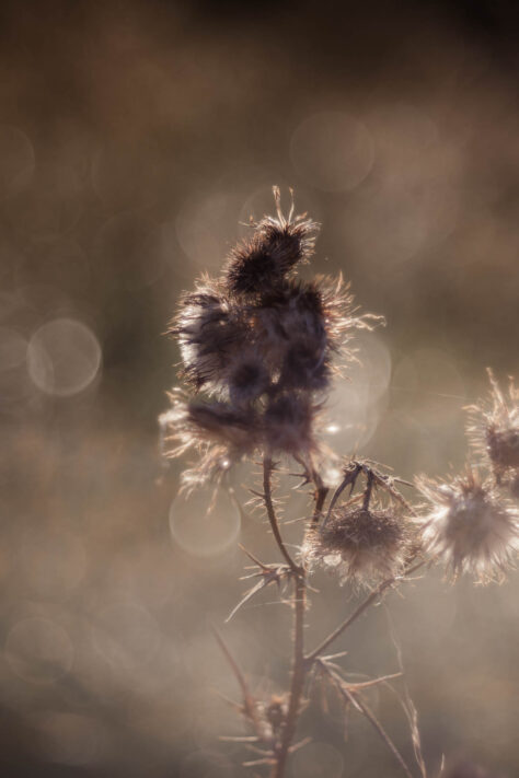 TTArtisan 100mm 2.8 Test: Seifenblasen (Bubble)-Bokeh Trioplan Alternative 22