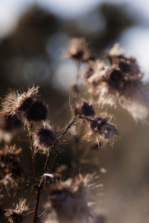 TTArtisan 100mm 2.8 Test: Seifenblasen (Bubble)-Bokeh Trioplan Alternative 32