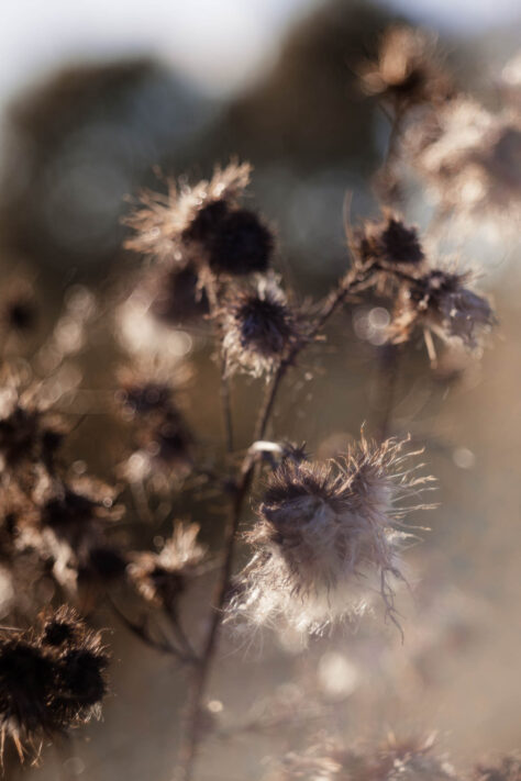 TTArtisan 100mm 2.8 Test: Seifenblasen (Bubble)-Bokeh Trioplan Alternative 23