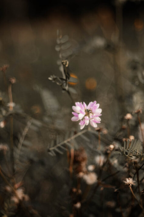 TTArtisan 100mm 2.8 Test: Seifenblasen (Bubble)-Bokeh Trioplan Alternative 38