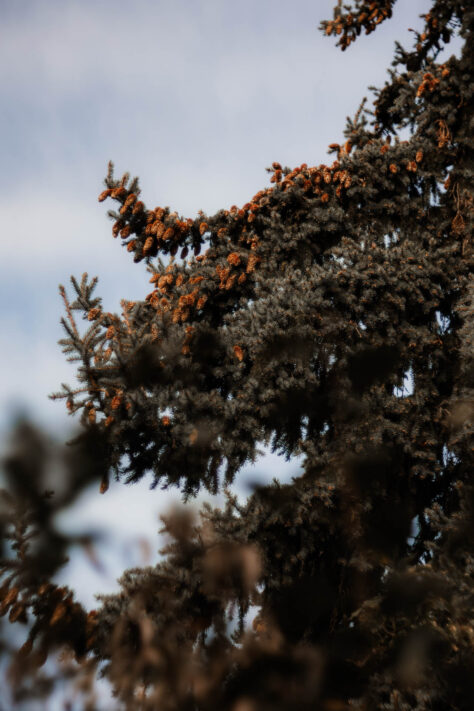 TTArtisan 100mm 2.8 Test: Seifenblasen (Bubble)-Bokeh Trioplan Alternative 42