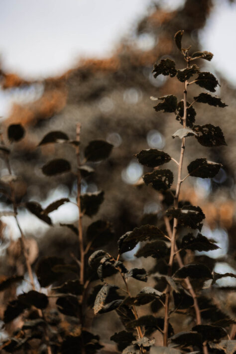 TTArtisan 100mm 2.8 Test: Seifenblasen (Bubble)-Bokeh Trioplan Alternative 43