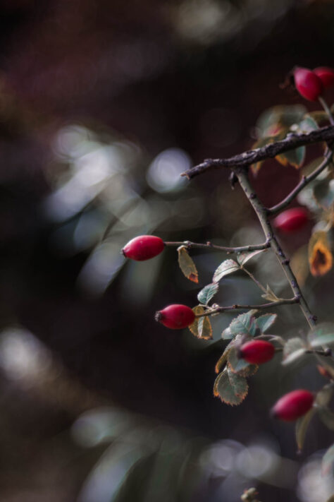 TTArtisan 100mm 2.8 Test: Seifenblasen (Bubble)-Bokeh Trioplan Alternative 46