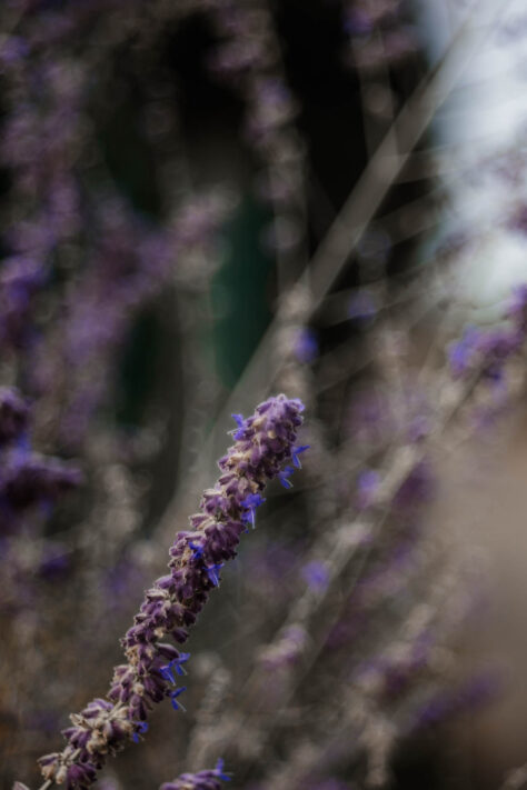 TTArtisan 100mm 2.8 Test: Seifenblasen (Bubble)-Bokeh Trioplan Alternative 48