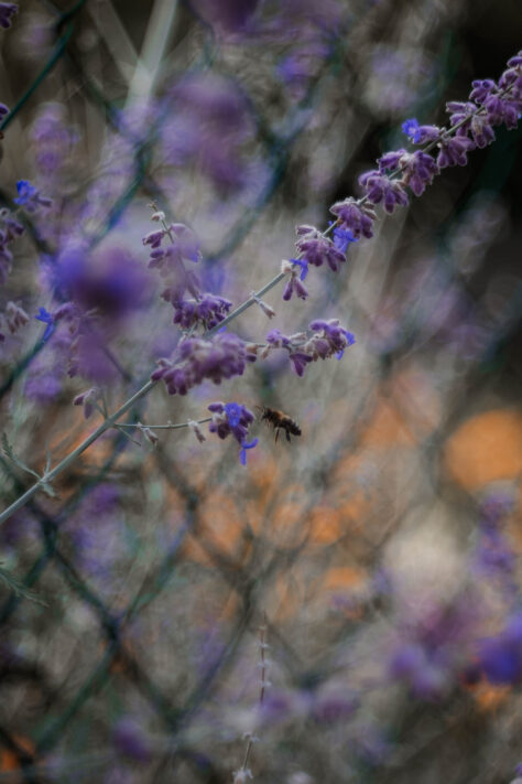 TTArtisan 100mm 2.8 Test: Seifenblasen (Bubble)-Bokeh Trioplan Alternative 49