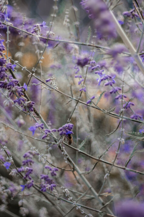 TTArtisan 100mm 2.8 Test: Seifenblasen (Bubble)-Bokeh Trioplan Alternative 50