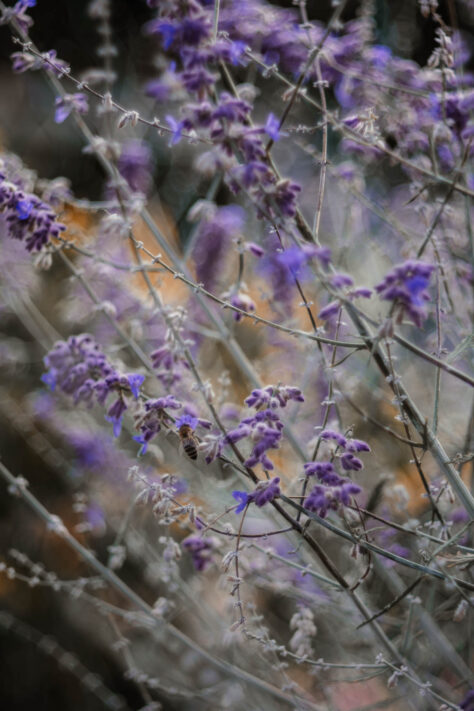 TTArtisan 100mm 2.8 Test: Seifenblasen (Bubble)-Bokeh Trioplan Alternative 51