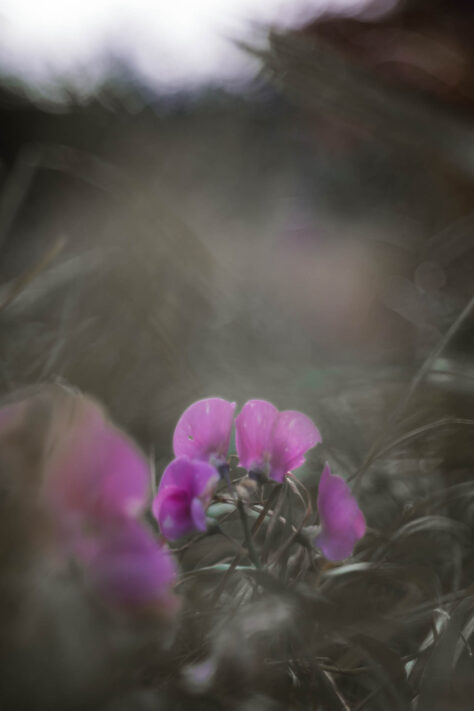 TTArtisan 100mm 2.8 Test: Seifenblasen (Bubble)-Bokeh Trioplan Alternative 52