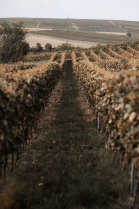 TTArtisan 100mm 2.8 Test: Seifenblasen (Bubble)-Bokeh Trioplan Alternative 11