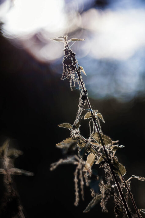 TTArtisan 100mm 2.8 Test: Seifenblasen (Bubble)-Bokeh Trioplan Alternative 26