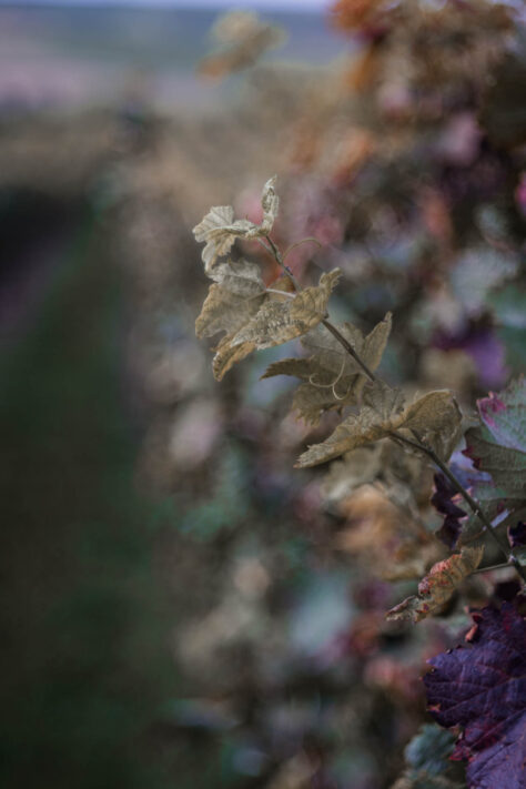 TTArtisan 100mm 2.8 Test: Seifenblasen (Bubble)-Bokeh Trioplan Alternative 53