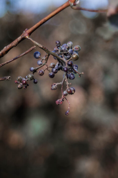 TTArtisan 100mm 2.8 Test: Seifenblasen (Bubble)-Bokeh Trioplan Alternative 54