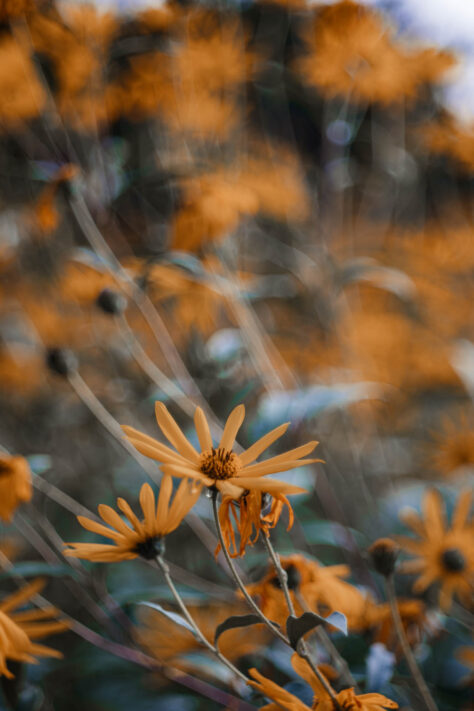 TTArtisan 100mm 2.8 Test: Seifenblasen (Bubble)-Bokeh Trioplan Alternative 55