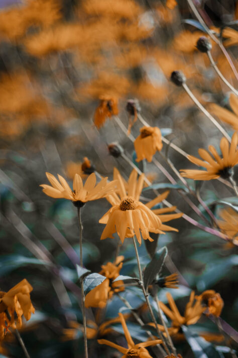 TTArtisan 100mm 2.8 Test: Seifenblasen (Bubble)-Bokeh Trioplan Alternative 56