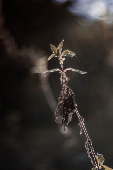 TTArtisan 100mm 2.8 Test: Seifenblasen (Bubble)-Bokeh Trioplan Alternative 27