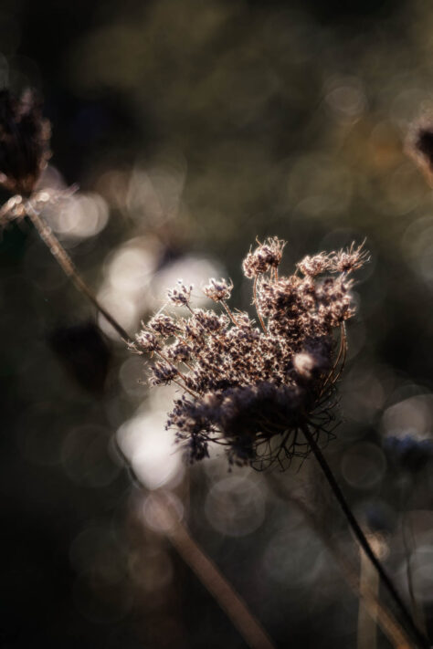 TTArtisan 100mm 2.8 Test: Seifenblasen (Bubble)-Bokeh Trioplan Alternative 28