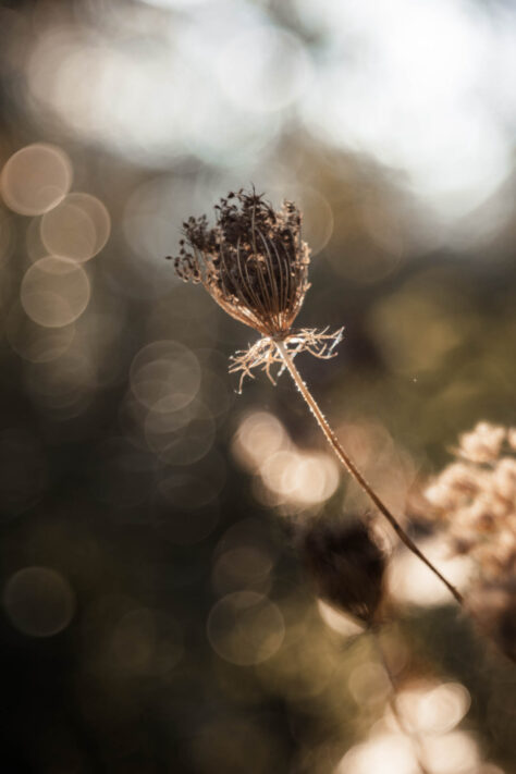 TTArtisan 100mm 2.8 Test: Seifenblasen (Bubble)-Bokeh Trioplan Alternative 29