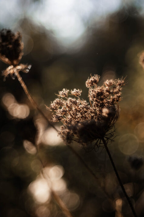 TTArtisan 100mm 2.8 Test: Seifenblasen (Bubble)-Bokeh Trioplan Alternative 30