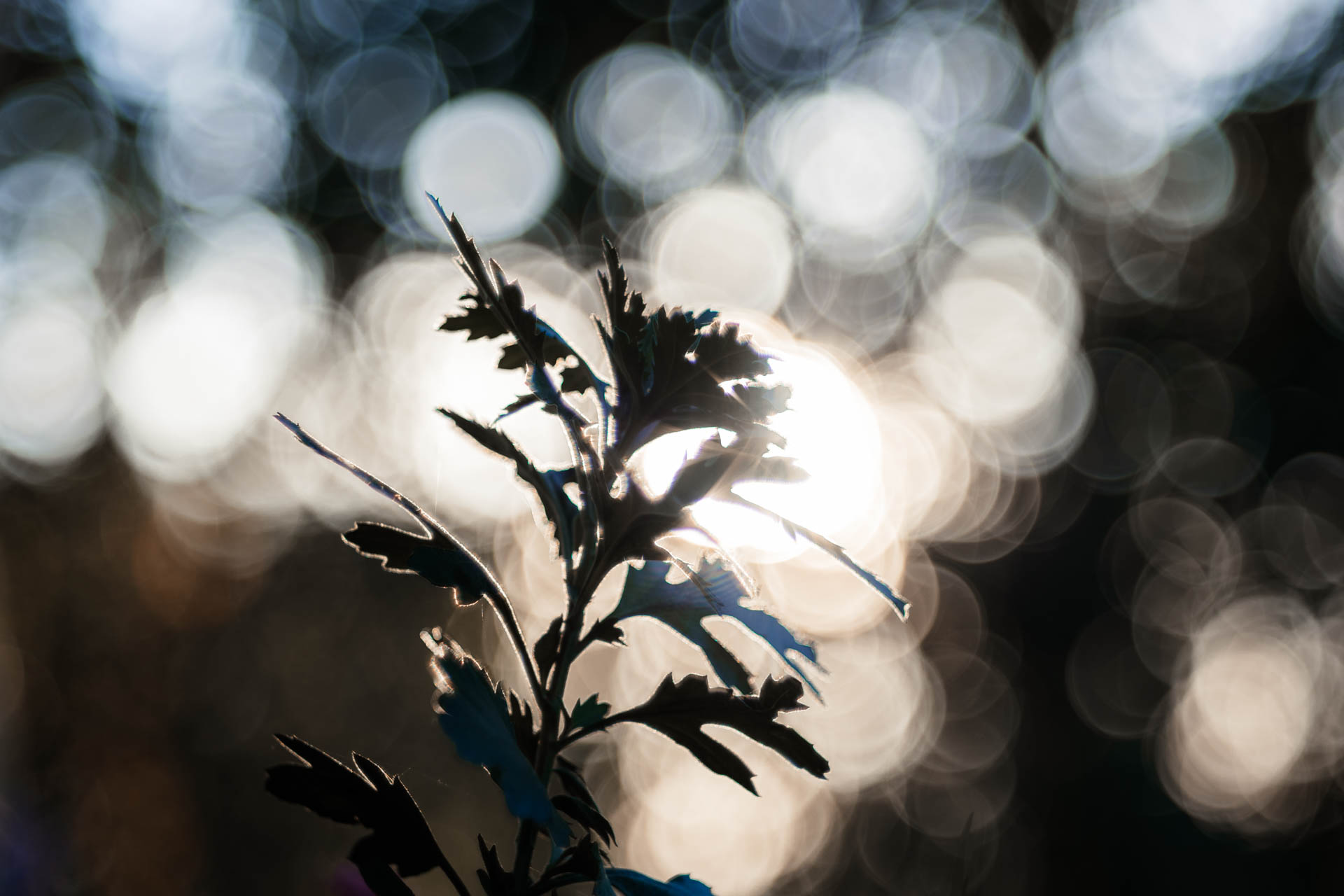 Objektive aus China - echte Alternative oder nicht? - ttartisan 100mm seifenblasen bokeh 1 1 Objektive aus China - echte Alternative oder nicht? - ttartisan 100mm seifenblasen bokeh 1 1
