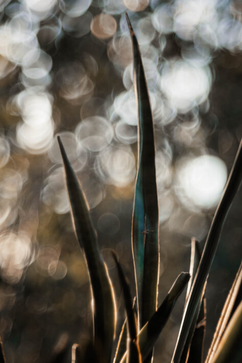 TTArtisan 100mm 2.8 Test: Seifenblasen (Bubble)-Bokeh Trioplan Alternative 66