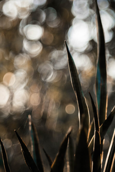 TTArtisan 100mm 2.8 Test: Seifenblasen (Bubble)-Bokeh Trioplan Alternative 67