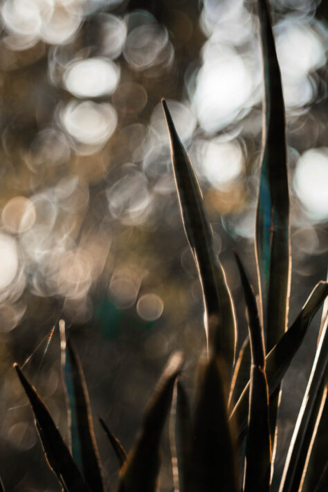 TTArtisan 100mm 2.8 Test: Seifenblasen (Bubble)-Bokeh Trioplan Alternative 68