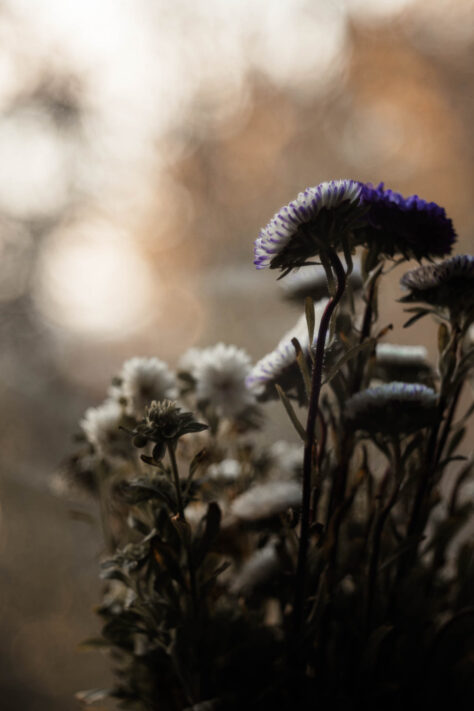 TTArtisan 100mm 2.8 Test: Seifenblasen (Bubble)-Bokeh Trioplan Alternative 70