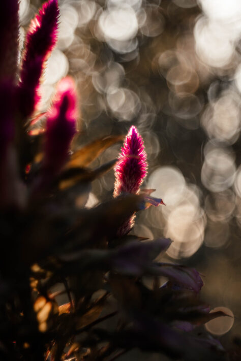 TTArtisan 100mm 2.8 Test: Seifenblasen (Bubble)-Bokeh Trioplan Alternative 64