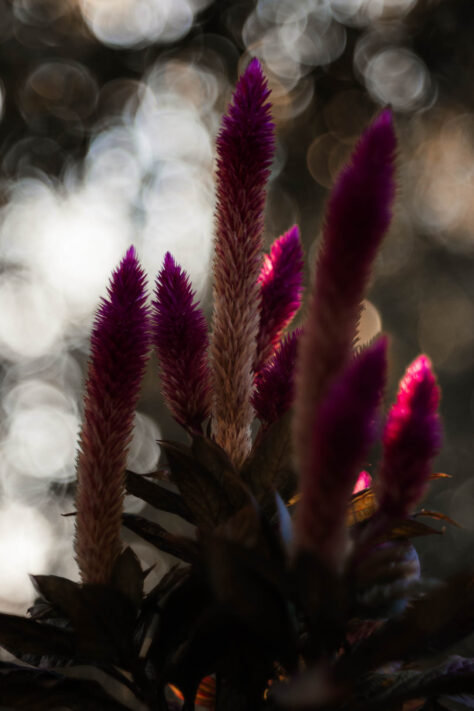 TTArtisan 100mm 2.8 Test: Seifenblasen (Bubble)-Bokeh Trioplan Alternative 65