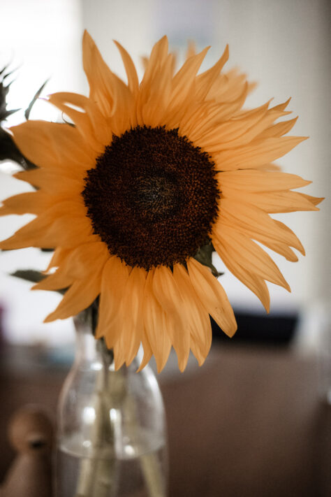 Canon RF 50mm 1.8 STM Test - top Einsteiger Festbrennweite 68