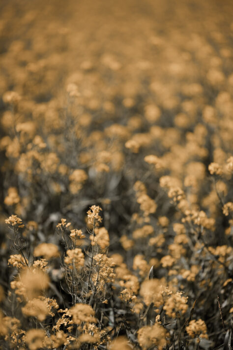 Bild anschauen: Sigma 70-200mm 2.8 DG DN OS Sports 21 Sigma 70-200mm 2.8 DG DN OS Sports Test - Ein perfektes Telezoom: Beispielbild Nummer 20