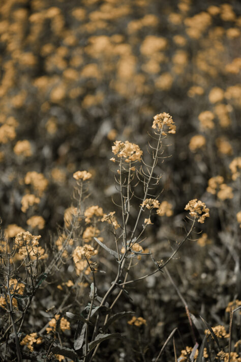 Bild anschauen: Sigma 70-200mm 2.8 DG DN OS Sports 25 Sigma 70-200mm 2.8 DG DN OS Sports Test - Ein perfektes Telezoom: Beispielbild Nummer 24