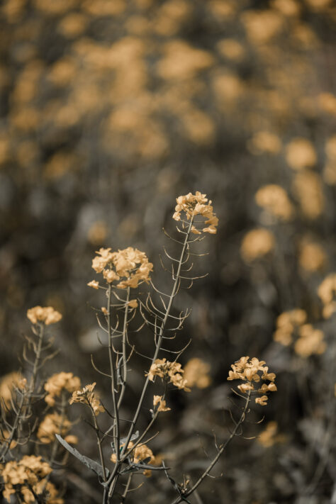 Bild anschauen: Sigma 70-200mm 2.8 DG DN OS Sports 27 Sigma 70-200mm 2.8 DG DN OS Sports Test - Ein perfektes Telezoom: Beispielbild Nummer 26