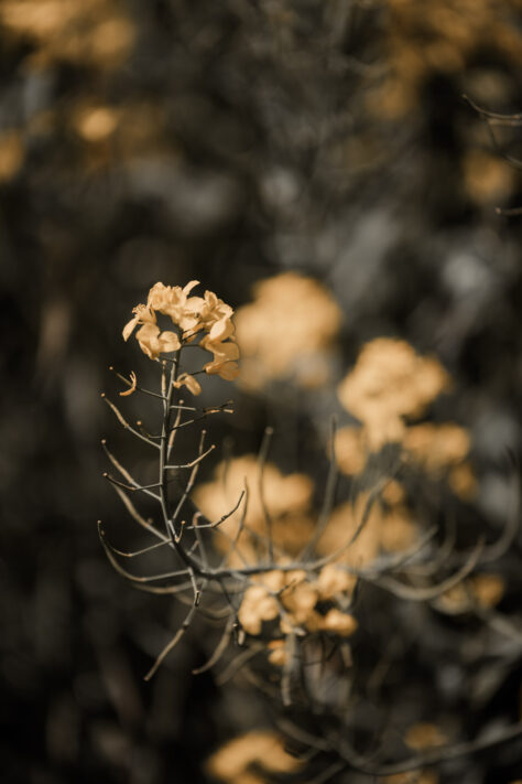 Bild anschauen: Sigma 70-200mm 2.8 DG DN OS Sports 33 Sigma 70-200mm 2.8 DG DN OS Sports Test - Ein perfektes Telezoom: Beispielbild Nummer 32