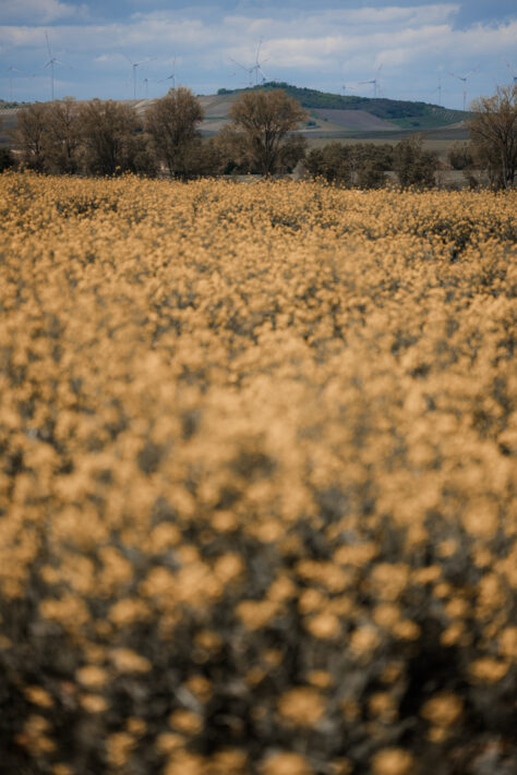 Bild anschauen: Sigma 70-200mm 2.8 DG DN OS Sports 37 Sigma 70-200mm 2.8 DG DN OS Sports Test - Ein perfektes Telezoom: Beispielbild Nummer 36