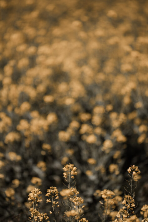 Bild anschauen: Sigma 70-200mm 2.8 DG DN OS Sports 39 Sigma 70-200mm 2.8 DG DN OS Sports Test - Ein perfektes Telezoom: Beispielbild Nummer 38