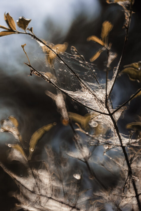 TTArtisan 250mm F5.6 Reflex Spiegelobjektiv Test 16